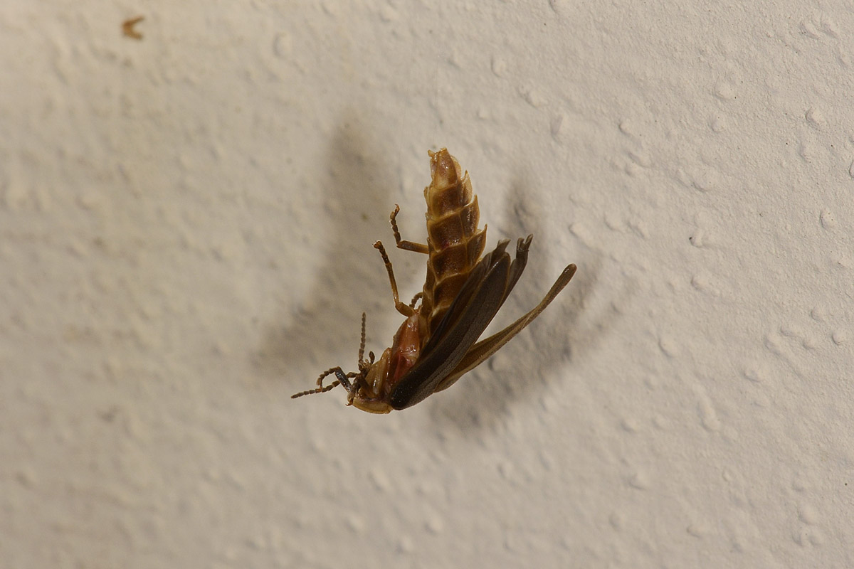 Lampyris fuscata